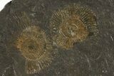 Dactylioceras Ammonite Cluster - Posidonia Shale, Germany #79312-2